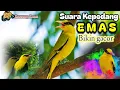 Download Lagu Suara mp3 kepodang emas||Pancingan burung kepodang bahan agar cepat bunyi