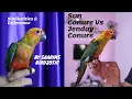Similarities Difference Between Sun Conure and Jenday Conure By Saarims Birdzotic