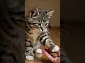 Download Lagu She stole my cookies yesterday... now watch how she gently touches them 💔