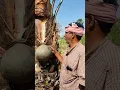 Download Lagu Kharjura Kallu | Kharjura Kallu | Date Palm Farming | Date Palm Garden | #shorts #trending #viral