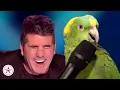 Download Lagu 10 FUNNIEST Animal Auditions EVER On Got Talent!