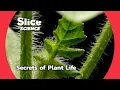Download Lagu The Hidden World of Plants: Survival \u0026 Evolution | SLICE SCIENCE | FULL DOC MP3