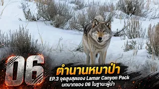 06 ตำนานหมาป่าที่โด่งดังที่สุดใน Yellowstone  | EP.3 จุดสูงสุดของ Lamar Canyon Pack บทบาทในฐานะผู้นำ