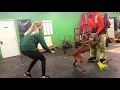 Belgian Malinois Puppy | Bite Work | Ferg the Prospective Police Dog