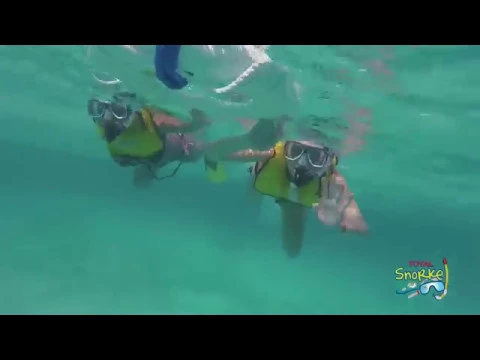 guided swim with turtles