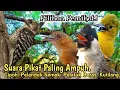 Download Lagu SUARA PIKAT PALING AMPUH. CIPOH. PELANDUK SEMAK. PELATUK BERAS. KUTILANG..