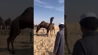 تلقيح عملاق البعارين دندنها