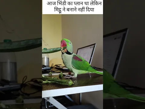 मिट्ठू ने भिंडी बनाने नहीं दिया 🫣 #parrot