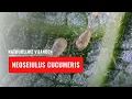 Neoseiulus cucumeris | Natuurlijke vijand