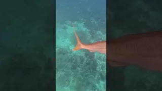 Snorkeling  6