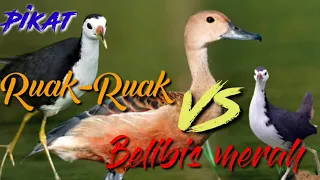 suara pikat burung ruak ruak vs belibis merah