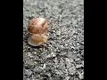 Download Lagu Ants#short#Video# Insects 91