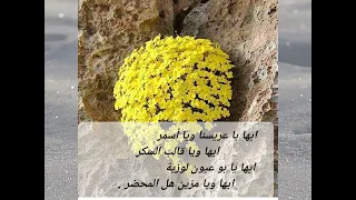 افراح زمان هناهين زغاليط للعريس Explore 