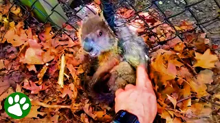 Determined Rescuer Won’t Give Up on Angry Groundhog ❤️🙏
