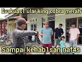 Lagu BULAN PUASA EVAKUAS1 RAJA KING COBRA MERAH SAMPAI GAK BISA BERNAFAS LAGI