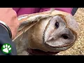 Lagu Terrified Owl Dangles From Kite Line Until Help Arrives