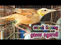 Download Lagu burung cica koreng gacor nembak khas || masteran top yang tampil beda @Kicaumaniabird
