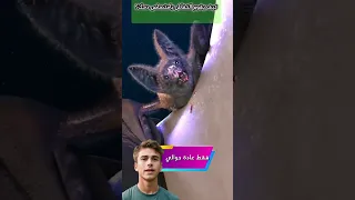 كيف تمتص الخفافيش مصاصة الدماء دم الإنسان أسرار اللعاب القاتل  كيف تمتص الخفافيش مصاصة الدماء دم الإنسان أسرار اللعاب القاتل