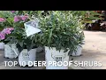 Top 10 Deer Resistant Shrubs