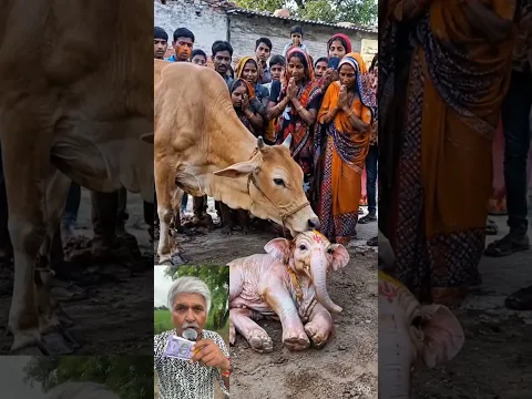 गाई ने हाथी को बच्चे को जन्म दिया है 😱 #shorts #ytshorts