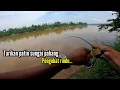 Download Lagu Tarikan ikan patin pengubat rindu❗Mancing di sungai pahang