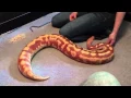 Large Blood Python Handling
