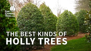 YouTube Video Banner about the best kind of holly trees