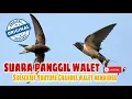 Download Lagu 10 Jam !! Bunyi Panggil Burung Walet Gred Super Terbaik!!! Ilmu Pelet  Burung walet
