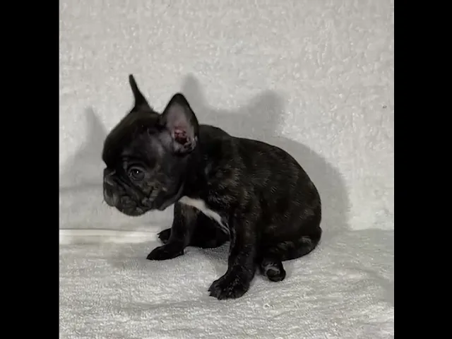 動画