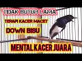 Download Lagu KACER GACOR !!! Terapi Menaikkan MENTAL KACER DOWN Loyo Malas Bunyi