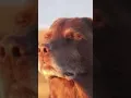 Download Lagu #letmeknow #memes #dog