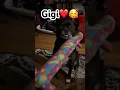 Download Lagu Gigi❤️🥰 #funnydog #chihuahuapuppy #puppy #cute #gigiunaperritafifi #loveyourpets #