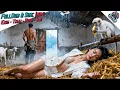 Lagu CEO Wanita Terpaksa Bersama Pengemis Bodoh Di Kandang Kambing Kini Jadi Ketua Balas Dendam