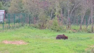 Медведь Том