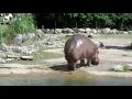 Lagu Try not to Laugh...Hippo has the World's Biggest FART!!!