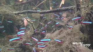 CARDINAL in NATURE NEON TETRA in NATURE see the NATURAL HABITAT of PARACHEIRODON AXELRODI