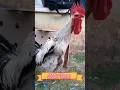 Download Lagu ayam pelung berkokok terpanjang di dunia #ayampelung#berkokok#terpanjang#didunia#viral