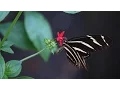 Butterfly Gardening Building a Pollinator Habitat in Your Yard