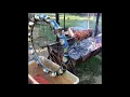 The Furphy Wheel water powered spit roast