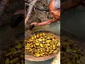 Download Lagu Penemuan emas termahal,,bapak ini menemukan emas di bawah akar pohon liar #goldhunter #gold