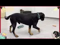 Adopt Roscoe