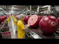 Inside a Cranberry Factory: How They Harvest and Make Dried Cranberries (Full Process)