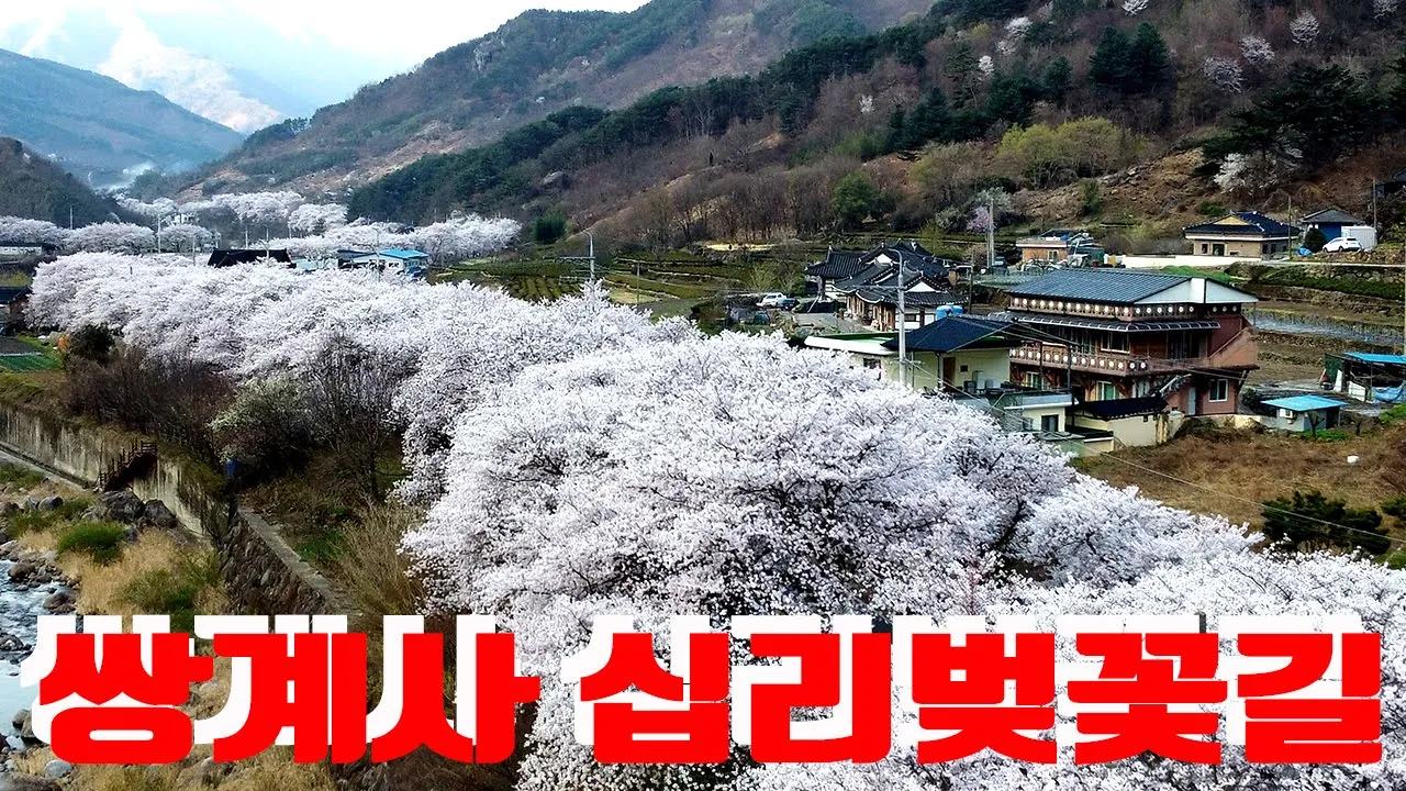 쌍계사십리벚꽃길, 하동십리벚꽃길 サムネイル