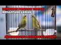 Download Lagu PANCINGAN PLECI NEMBAK PANJANG VARIASI MEMANGGIL LAWAN , BIKIN BUKA PARUH