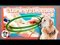 012 - Cracking Cushing s Pitfalls Steroids and Smart Screening w Dr Amy Oberstadt Part 2