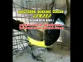 Download Lagu masteran burung sogon jawara