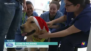 Cão terapeuta anima pacientes no Hospital Bethesda e fortalece tratamento
