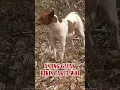 Download Lagu Anjing Galak!  🐶 Suara Gonggongan yang Bikin Takut! #Shorts
