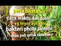 Download Lagu *waktu tepat dan dosis aplikasi bakteri photo sintetis(PSB)untuk tanaman*