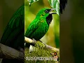 Download Lagu Harmoni Hutan: Musik Burung dari Hutan Hujan Liar Indonesia | CUCAK IJO #relaksasi #burung
